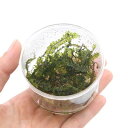 (水草)ハネゴケsp.カメルーン産 カップ(無農薬)(1個)...