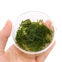 (水草)ジャイアント南米ウィローモス(無農薬)(1カップ)