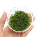(水草)リシア(無農薬)(1カップ)