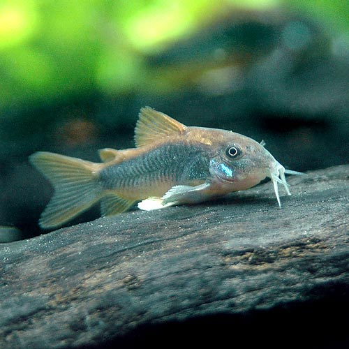 ▼コリドラス・アエネウス“Dark1”(2匹)