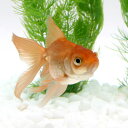 ▼茶金 2歳(国産)(3匹)