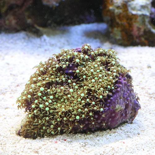 ◎スターポリプ　センターウルトラグリーン　Sサイズ（海水）（1個）《北海道航空便要保温》強烈な緑が美しい！