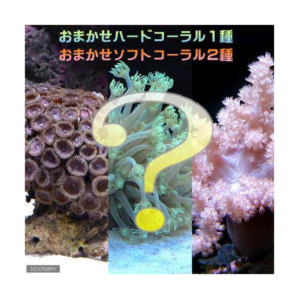 ◎おまかせソフト2種＋ハード1種セット　Sサイズ（海水）《北海道航空便要保温》お得なセット！