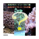 (海水魚 サンゴ)おまかせソフト2種+ハード1種セット Sサ...