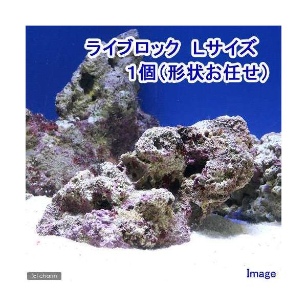 ◎ライブロック　Lサイズ　1個　（形状お任せ）《北海道航空便要保温》