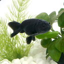 (金魚)黒らんちゅう(クロランチュウ)(タイ産)(3匹)
