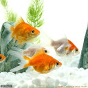 (国産金魚)玉サバ 色指定なし(新潟県産)(1匹) (国産金魚)玉サバ 色指定なし(新潟県産)(1匹)