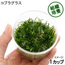 (水草)組織培養 コブラグラス(無農薬)(1カップ)