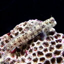 (海水魚)カエルウオミックス Lサイズ(1匹) 北海道・九州...