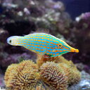 (海水魚)沖縄産 テングカワハギ(1匹)