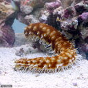 (海水魚 ナマコ)リュウキュウフジナマコ(1匹)