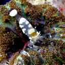 (海水魚 エビ)イソギンチャクカクレエビ(1匹) 北海道航空便要保温