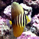 (海水魚)ヒレナガハギ Sサイズ(1匹)