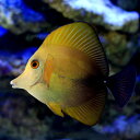 (海水魚)ゴマハギ 黄化個体(1匹)