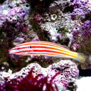 (海水魚)アヤタスキベラ(1匹)