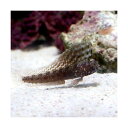 (海水魚)セルフィンブレニー(1匹)