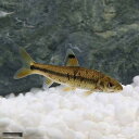 (淡水魚)ビワヒガイ(1匹)