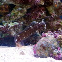 (海水魚)スターリーブレニー Mサイズ(1匹)