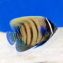 (海水魚)ヤッコ ロクセンヤッコ 半成魚(1匹) 北海道・九...