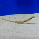 (海水魚)イシヨウジウオ(1匹)