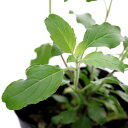 ハーブ 苗 パイナップルミント ハーブティ ハッカ油 虫除け グリーン 鉢植え 栽培方法 育て方 使い方 選び方 種類 花苗 送料無料 簡単 プランター セット 栽培キットも ミントグリーン ドライハーブ ラベンダー バジル ローズマリー 寄せ植え 野菜 種より苗 春 夏 秋 冬