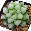 (観葉植物)品種系ハオルチア グリーンオブツーサ 海ぶどう 2.5号(1鉢)