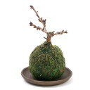 (観葉植物)苔玉 サクラ 旭山桜 開花終了株(1個) 受け皿付き