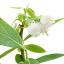 (観葉植物)果樹苗 ブルーベリー ピンクレモネード 4号(1ポット) 家庭菜園