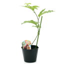 (観葉植物)野菜苗 パッションフルーツ きさらづパッション 4号(3ポット) 家庭菜園 緑のカーテン