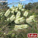 (観葉植物)メラレウカ センテッドペーパーバーク 3号(1ポット)【HLS_DU】