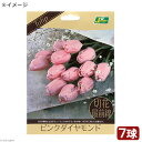 (観葉植物)チューリップ球根 切花最前線 ピンクダイヤモンド 7球詰(1袋)