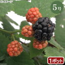 (観葉植物)果樹苗 ブラックベリー トリプルクラウン 5号(1ポット) 家庭菜園
