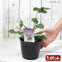 (観葉植物)果樹苗 ブラックベリー チェスター 5号(1ポット) 家庭菜園