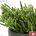 (観葉植物)リプサリス プリスマチカ 3.5号(1鉢)
