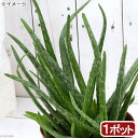 (観葉植物)アロエ ベラ 5号(1鉢) 無農薬