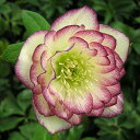 (観葉植物)クリスマスローズ エレガンス ハニーワイン 3号(1ポット) 北海道冬季発送不可