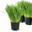 (観葉植物)ペットグラス うさぎちゃん人気No.2(燕麦) 3号(4ポット) 無農薬