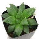 (観葉植物)品種系ハオルチア 美透明窓紫クォーツ 2.5号(1鉢)