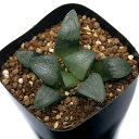 (観葉植物)品種系ハオルチア 半野コレクタ×ピルクル 2.5号(1鉢)