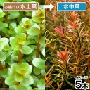 (水草)ロタラ ロトンディフォリア ベトナム H ra Gia Lai産(水上葉)(無農薬)(5本)