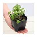 (観葉植物)ペットリーフ ヨモギの苗 3号(無農薬)(5ポット) 蓬の苗 よもぎの苗 うさぎ リクガメ 鳥 おやつ 北海道冬季発送不可