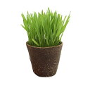(観葉植物)ウィートグラス 直径8cmECOポット植え(無農薬)(3ポット) 小麦若葉 生牧草 北海道冬季発送不可
