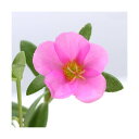 (観葉)ポーチュラカ 花色おまかせ(ハナスベリヒユ