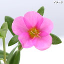 (観葉)ポーチュラカ 花色おまかせ(ハナスベリヒユ