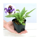 (観葉植物)ペットリーフ ウツボグサの苗 3号(無農薬)(1ポット)犬 うさぎ リクガメ おやつ 北海道冬季発送不可