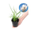 (観葉植物)パンパスグラス(品種おまかせ) 3号(1ポット)
