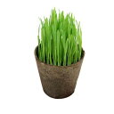 (観葉植物)ペットグラス 猫草 燕麦 直径8cmECOポット...