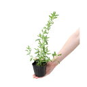 (観葉植物)ハーブ苗 ヒソップ ホワイト 3号(1ポット) 家庭菜園 北海道冬季発送不可【HLS_DU】