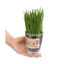 (観葉植物)ケース売り 種まき済み ペットグラス栽培 ECOポット 燕麦(24ポット) 北海道冬季発送不可