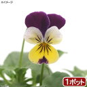 洋ランの苗『今ならつぼみ、または花付き--デンファレ 花すみれ 【花咲く苗セット】』ジャパンフラワーセレクションダブル受賞洋ラン栽培セット(素焼き鉢 お花の説明書 肥料 受皿 保証書付き) デンファレの育て方